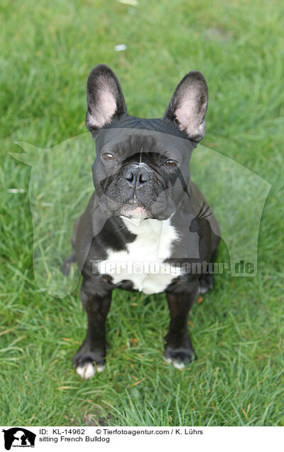 sitzende Franzsische Bulldogge / sitting French Bulldog / KL-14962