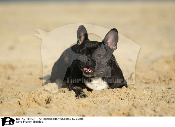 liegende Franzsische Bulldogge / lying French Bulldog / KL-15197