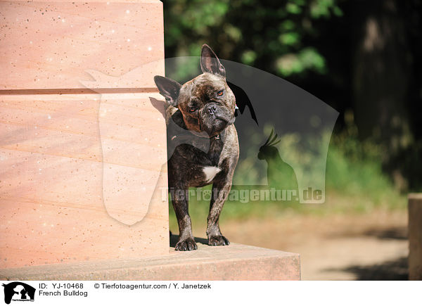 Franzsische Bulldogge / French Bulldog / YJ-10468