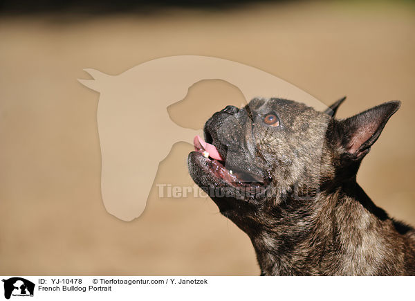 Franzsische Bulldogge Portrait / French Bulldog Portrait / YJ-10478