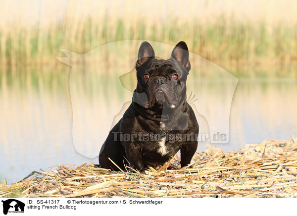 sitzende Franzsische Bulldogge / sitting French Bulldog / SS-41317