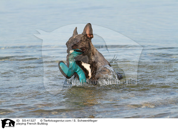 spielende Franzsische Bulldogge / playing French Bulldog / SS-41327