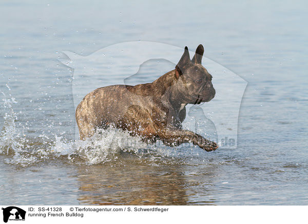 rennende Franzsische Bulldogge / running French Bulldog / SS-41328