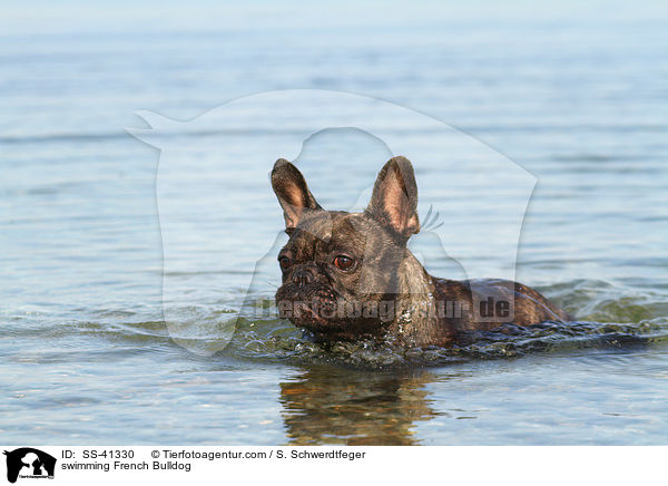 schwimmende Franzsische Bulldogge / swimming French Bulldog / SS-41330