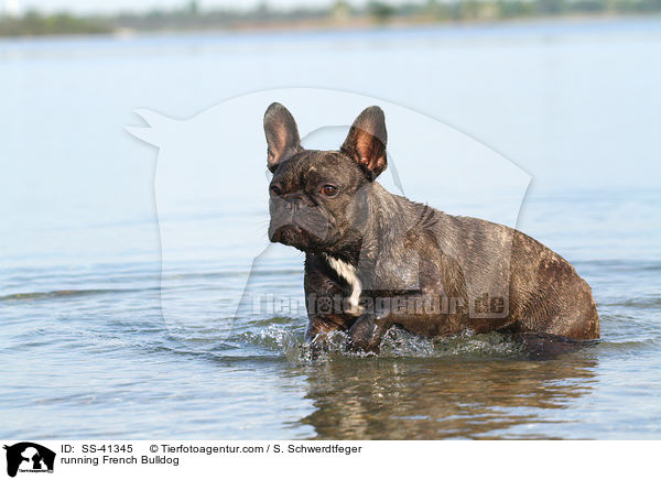 rennende Franzsische Bulldogge / running French Bulldog / SS-41345