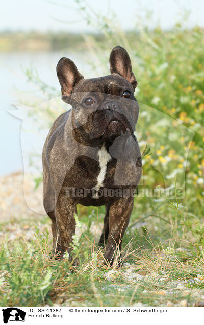 Franzsische Bulldogge / French Bulldog / SS-41387