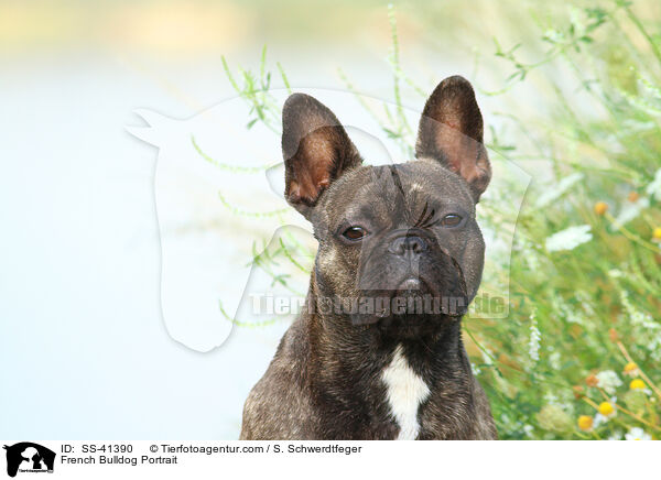 Franzsische Bulldogge Portrait / French Bulldog Portrait / SS-41390