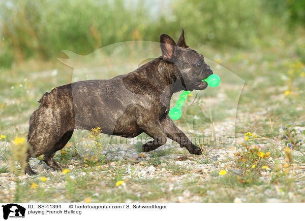 spielende Franzsische Bulldogge / playing French Bulldog / SS-41394