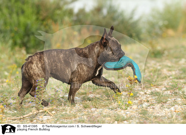 spielende Franzsische Bulldogge / playing French Bulldog / SS-41395