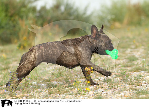 spielende Franzsische Bulldogge / playing French Bulldog / SS-41396