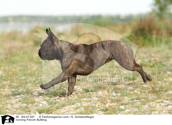 rennende Franzsische Bulldogge / running French Bulldog / SS-41397