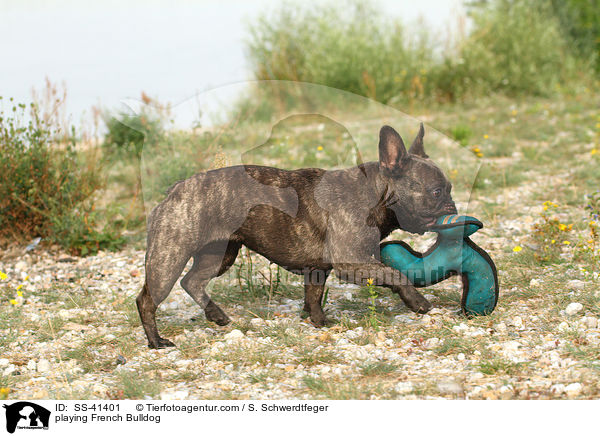 spielende Franzsische Bulldogge / playing French Bulldog / SS-41401