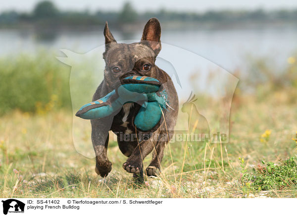 spielende Franzsische Bulldogge / playing French Bulldog / SS-41402