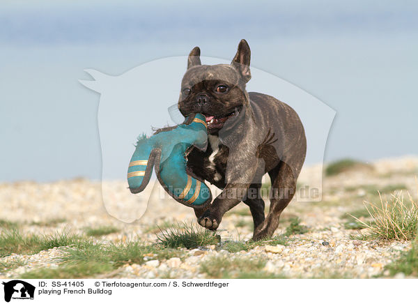 spielende Franzsische Bulldogge / playing French Bulldog / SS-41405