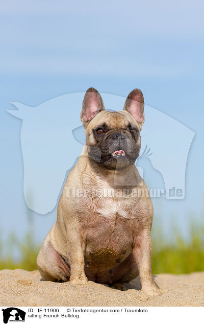 sitzende Franzsische Bulldogge / sitting French Bulldog / IF-11906