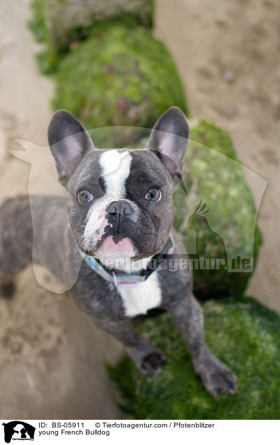 junge Franzsische Bulldogge / young French Bulldog / BS-05911