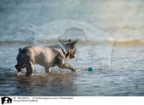 junge Franzsische Bulldogge / young French Bulldog / BS-05919