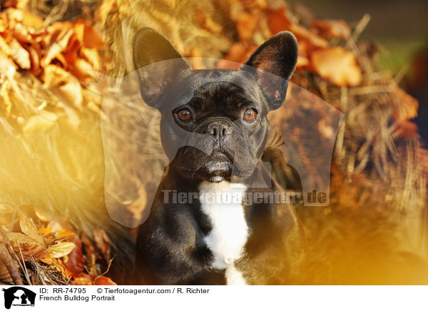 Franzsische Bulldogge Portrait / French Bulldog Portrait / RR-74795