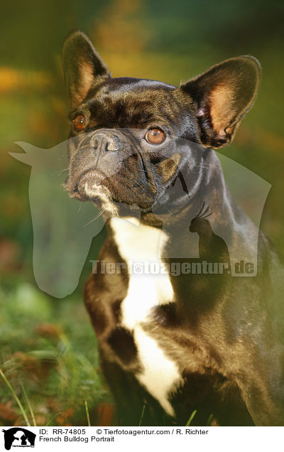 Franzsische Bulldogge Portrait / French Bulldog Portrait / RR-74805