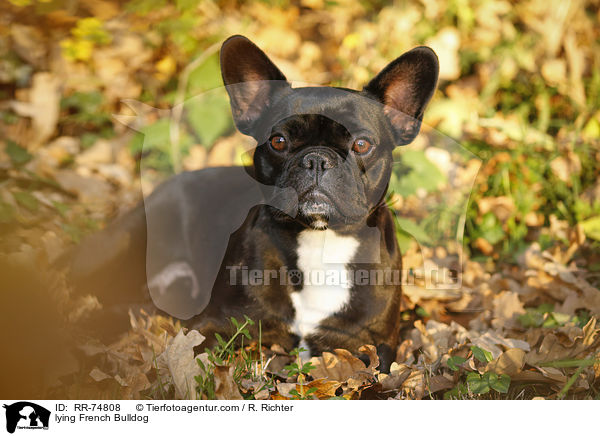 liegende Franzsische Bulldogge / lying French Bulldog / RR-74808