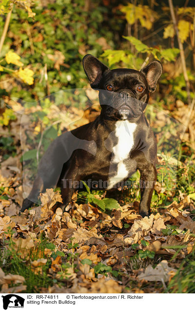 sitzende Franzsische Bulldogge / sitting French Bulldog / RR-74811