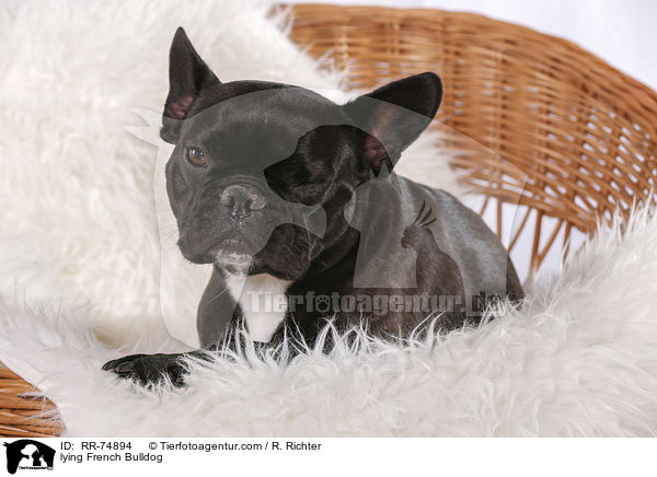 liegende Franzsische Bulldogge / lying French Bulldog / RR-74894