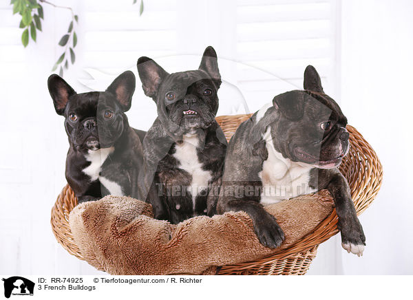 3 Franzsische Bulldoggen / 3 French Bulldogs / RR-74925