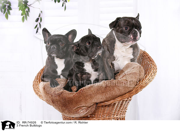 3 Franzsische Bulldoggen / 3 French Bulldogs / RR-74926