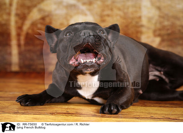 liegende Franzsische Bulldogge / lying French Bulldog / RR-75650