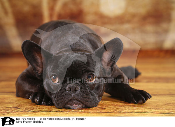 liegende Franzsische Bulldogge / lying French Bulldog / RR-75656