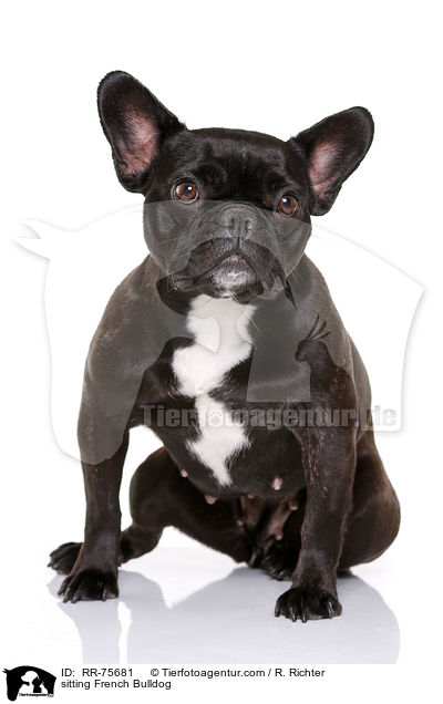 sitzende Franzsische Bulldogge / sitting French Bulldog / RR-75681