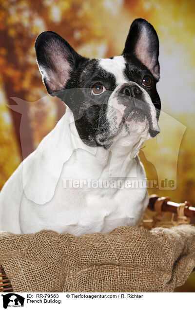 French Bulldog / French Bulldog / RR-79563