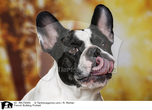 Franzsische Bulldogge Portrait / French Bulldog Portrait / RR-79564