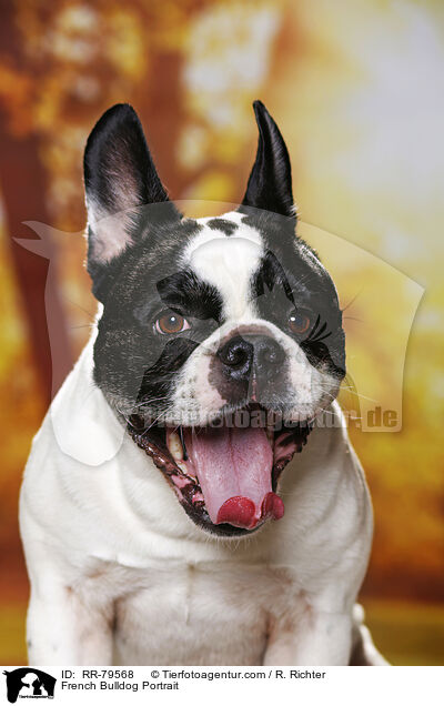 Franzsische Bulldogge Portrait / French Bulldog Portrait / RR-79568