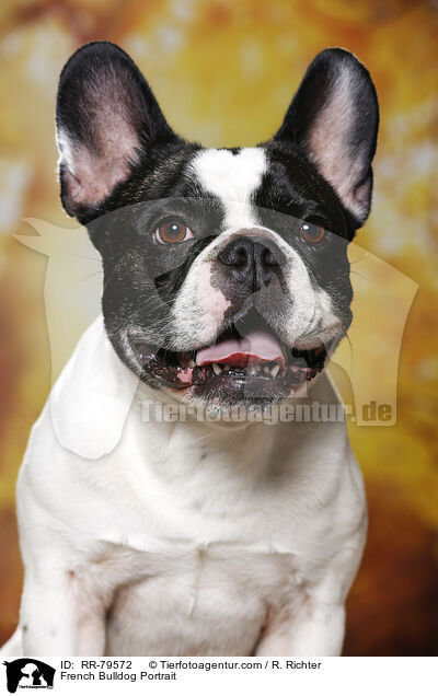 Franzsische Bulldogge Portrait / French Bulldog Portrait / RR-79572