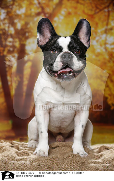 sitzende Frazsische Bulldogge / sitting French Bulldog / RR-79577