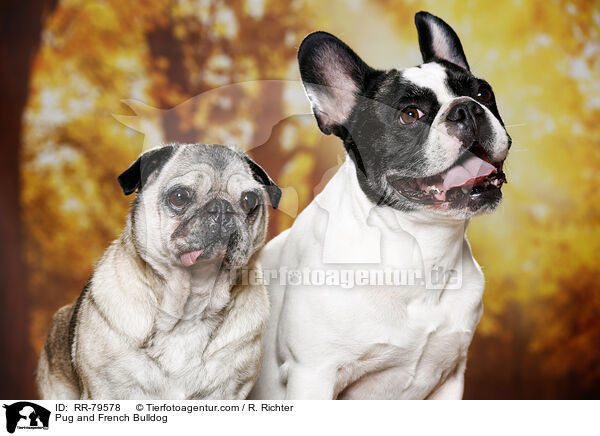 Mops und Franzsische Bulldogge / Pug and French Bulldog / RR-79578