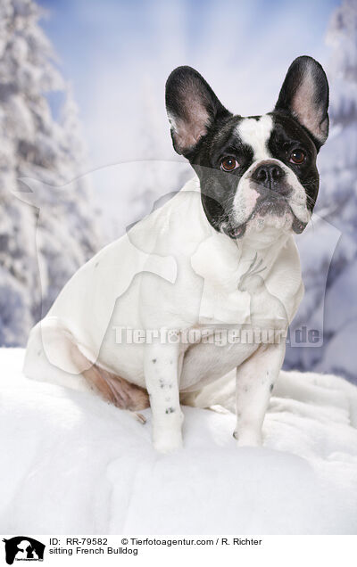 sitzende Frazsische Bulldogge / sitting French Bulldog / RR-79582