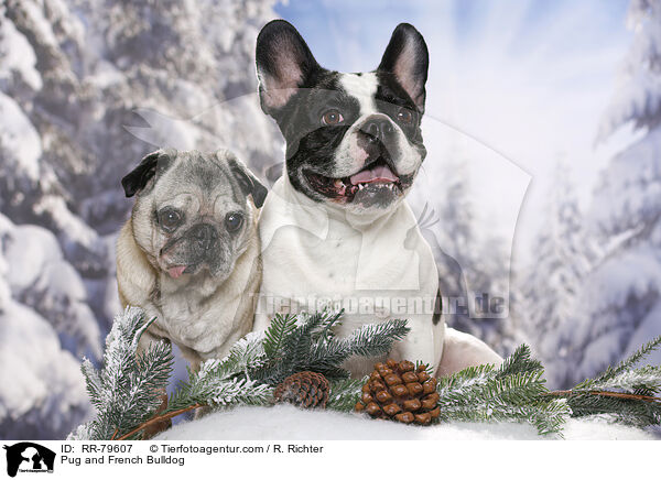 Mops und Franzsische Bulldogge / Pug and French Bulldog / RR-79607