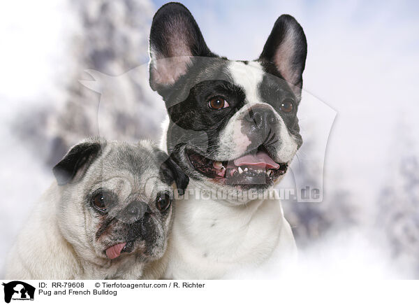 Mops und Franzsische Bulldogge / Pug and French Bulldog / RR-79608