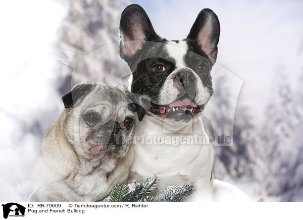 Mops und Franzsische Bulldogge / Pug and French Bulldog / RR-79609