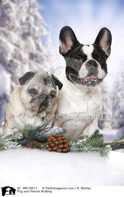 Mops und Franzsische Bulldogge / Pug and French Bulldog / RR-79611