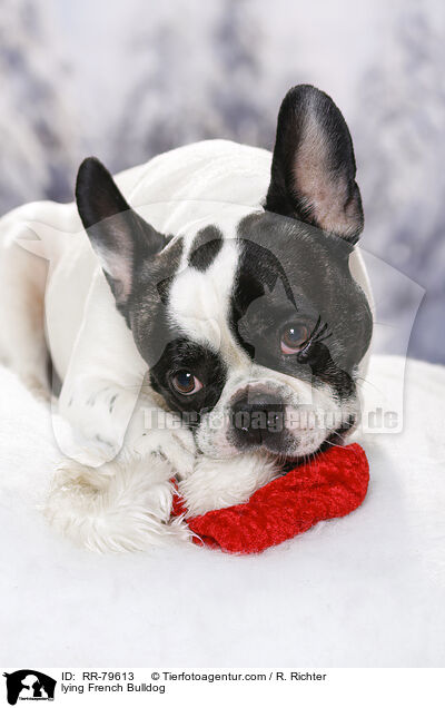 liegende Franzsische Bulldogge / lying French Bulldog / RR-79613