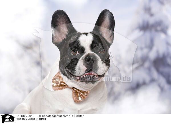 Franzsische Bulldogge Portrait / French Bulldog Portrait / RR-79618