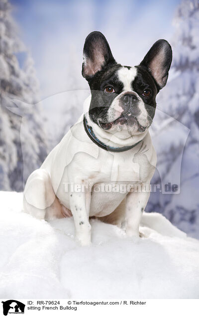 sitzende Frazsische Bulldogge / sitting French Bulldog / RR-79624