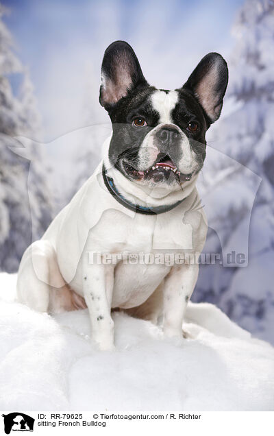 sitzende Frazsische Bulldogge / sitting French Bulldog / RR-79625