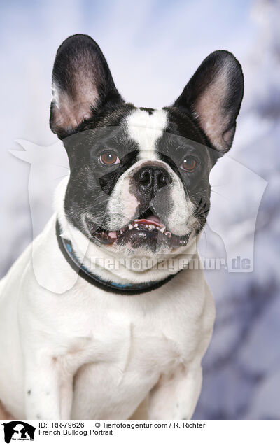 Franzsische Bulldogge Portrait / French Bulldog Portrait / RR-79626