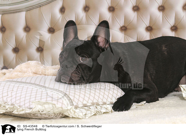 liegende Franzsische Bulldogge / lying French Bulldog / SS-43548