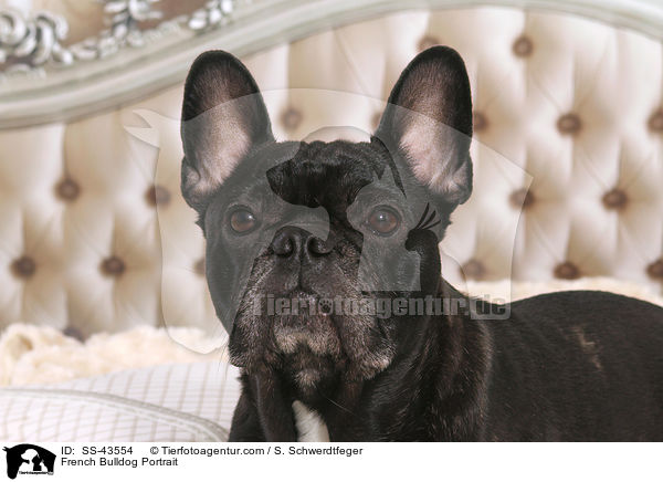 Franzsische Bulldogge Portrait / French Bulldog Portrait / SS-43554