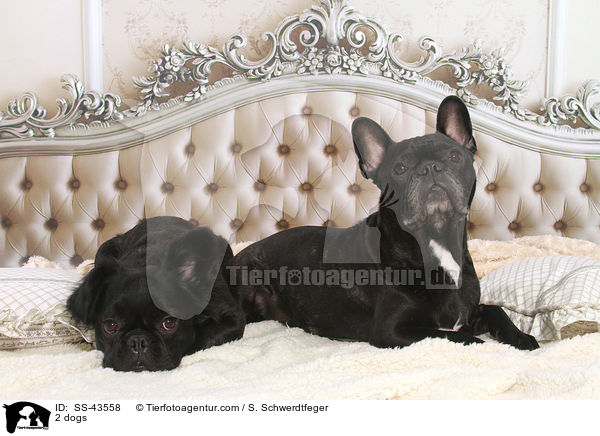 2 Hunde / 2 dogs / SS-43558